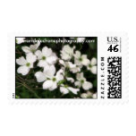 Dogwood tree, wandalechenephotography.com postage stamps