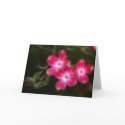 Dogwood Trio cards by LeslieBattjes Dogwood Trio cards