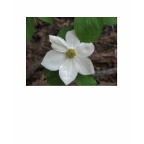 Dogwood t-shirts