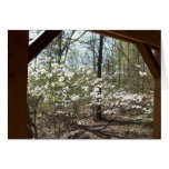 Dogwood Vista