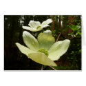 Dogwoods and Redwoods Card