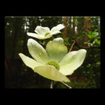 Dogwoods and Redwoods Photo Print