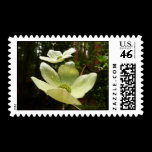 Dogwoods and Redwoods Postage