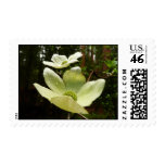 Dogwoods and Redwoods Postage