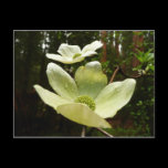 Dogwoods and Redwoods Postcard