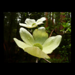 Dogwoods and Redwoods Print