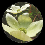 Dogwoods and Redwoods Sticker