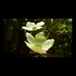 Dogwoods and Redwoods Wide Format Print