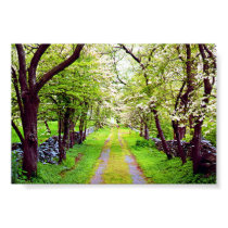 dogwoods in bloom posters