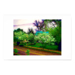 Dogwoods in Dahlonega