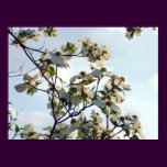 Dogwoods in Spencer