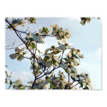 Dogwoods in Spencer