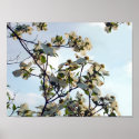 Dogwoods in Spencer posters
