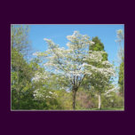 Dogwoods