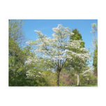 Dogwoods
