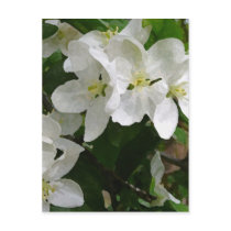 Dogwoods Post Card