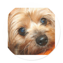 Dolce Eyes of Love Stickers