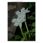 Dolichandrone serrulata card