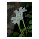 Dolichandrone serrulata cards