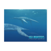 Dolichorhynchops postcards by seamonsters Dolichorhynchops postcards