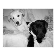 doll puppies Postcard
