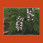 wildflowers, rare, plants, flowers, seeds,