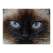 DOLLY THE RAGDOLL CAT posters by PerGis_NOSaints DOLLY THE RAGDOLL CAT posters