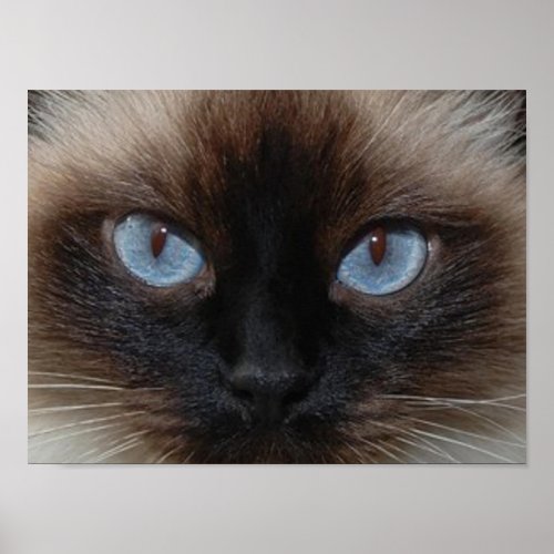 DOLLY THE RAGDOLL CAT print