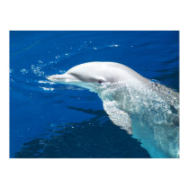 Dolphin above water posters by dduhaime55 Dolphin above water posters