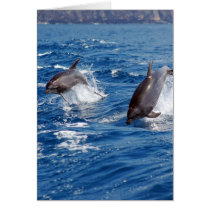 Dolphin Adventure Greeting Card