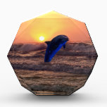 Dolphin at sunset awards