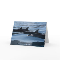 Dolphin Birthday cards