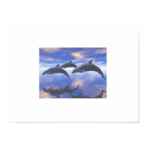 Dolphin Bliss posters