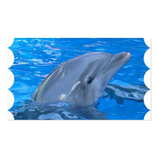 Dolphin Business Card (back side)