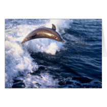 Dolphin cards by roimim Dolphin cards