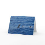 Dolphin card