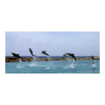 Dolphin Dance posters