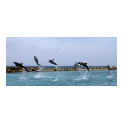 Dolphin Dance Posters by telane