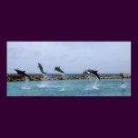 Dolphin Dance