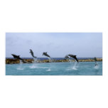 Dolphin Dance Posters
