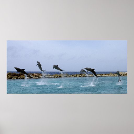 Dolphin Dance Posters