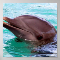 Dolphin Design Invitations Poster