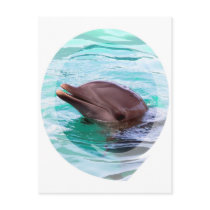 Dolphin Design Postcard