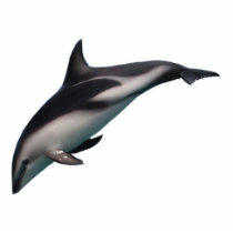 Dolphin Dive photo sculptures