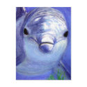 Dolphin Encounter Postcard postcard