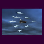 Dolphin Guard