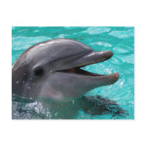 Dolphin head in aquamarine water post card