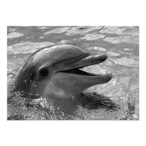 Dolphin head in water mouth open Black and White Custom Invites