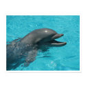 Dolphin I posters by snow929 Dolphin I posters
