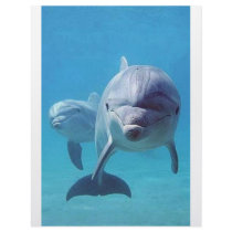 dolphin II letterhead